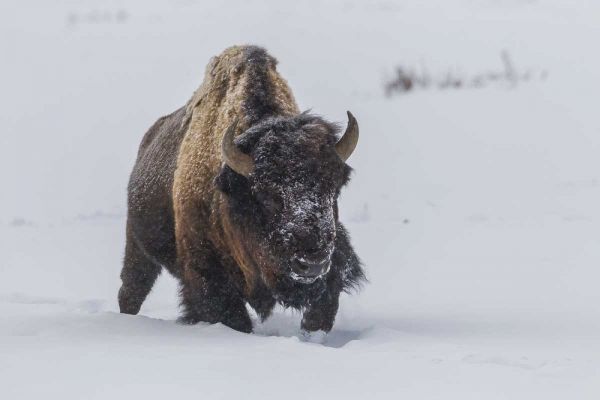 Wyoming, Yellowstone NP Bison walking in snow